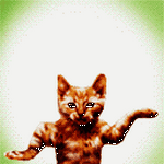 pic for CAT DANCE